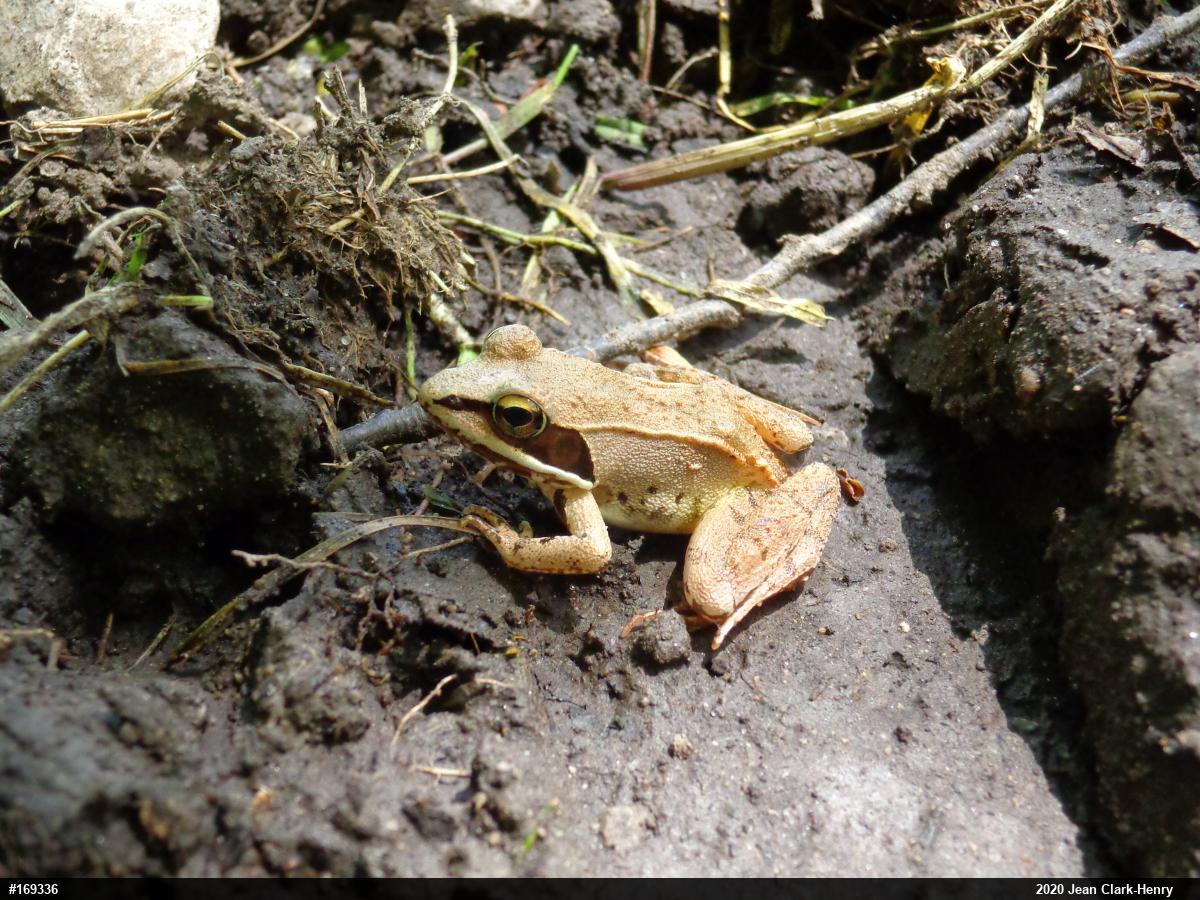 Wood Frog
