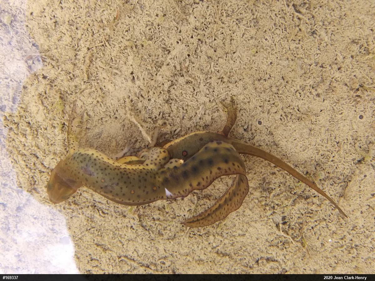 Red-spotted Newt