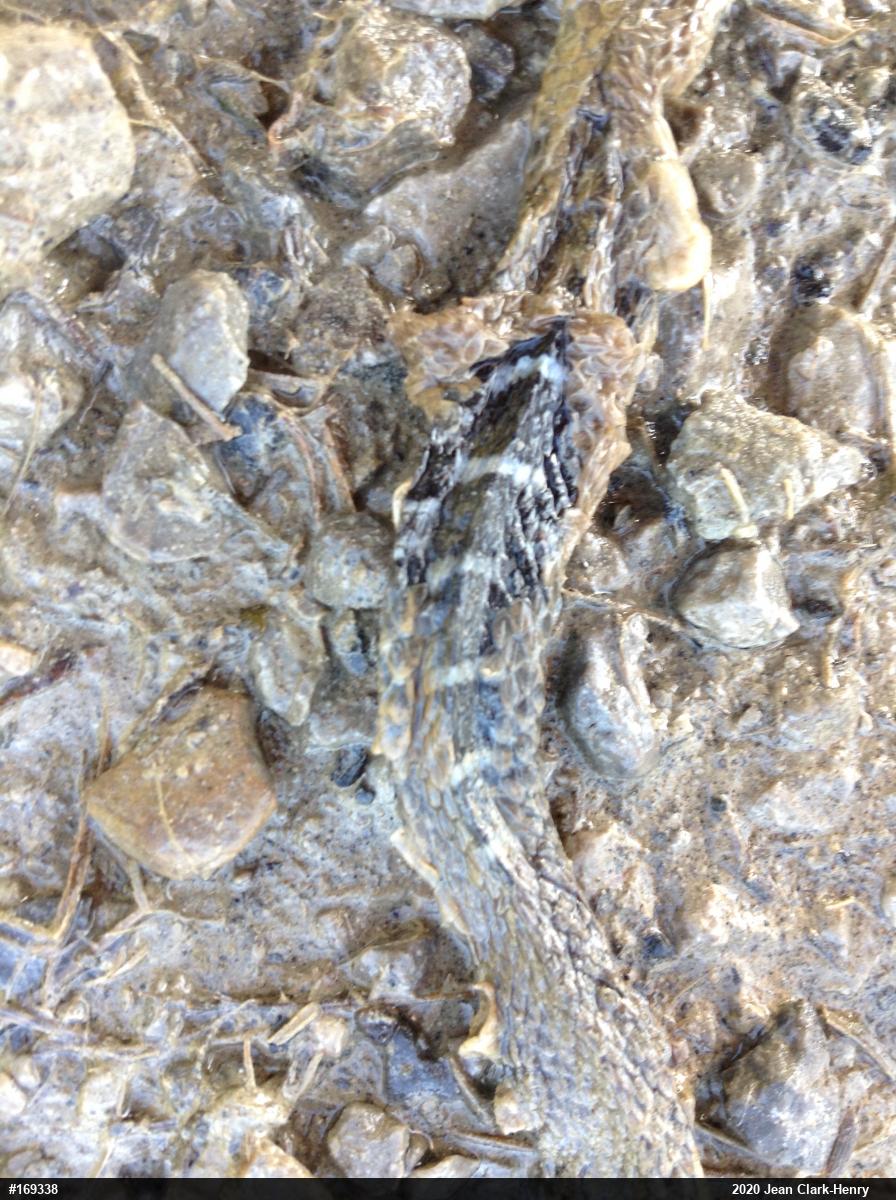 Northern Watersnake