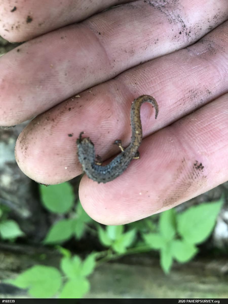 Four-toed Salamander