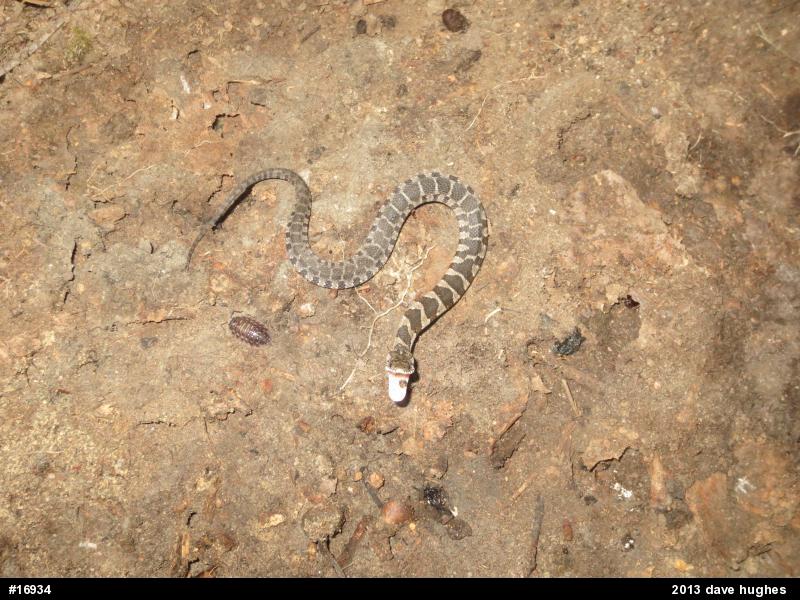 Northern Watersnake
