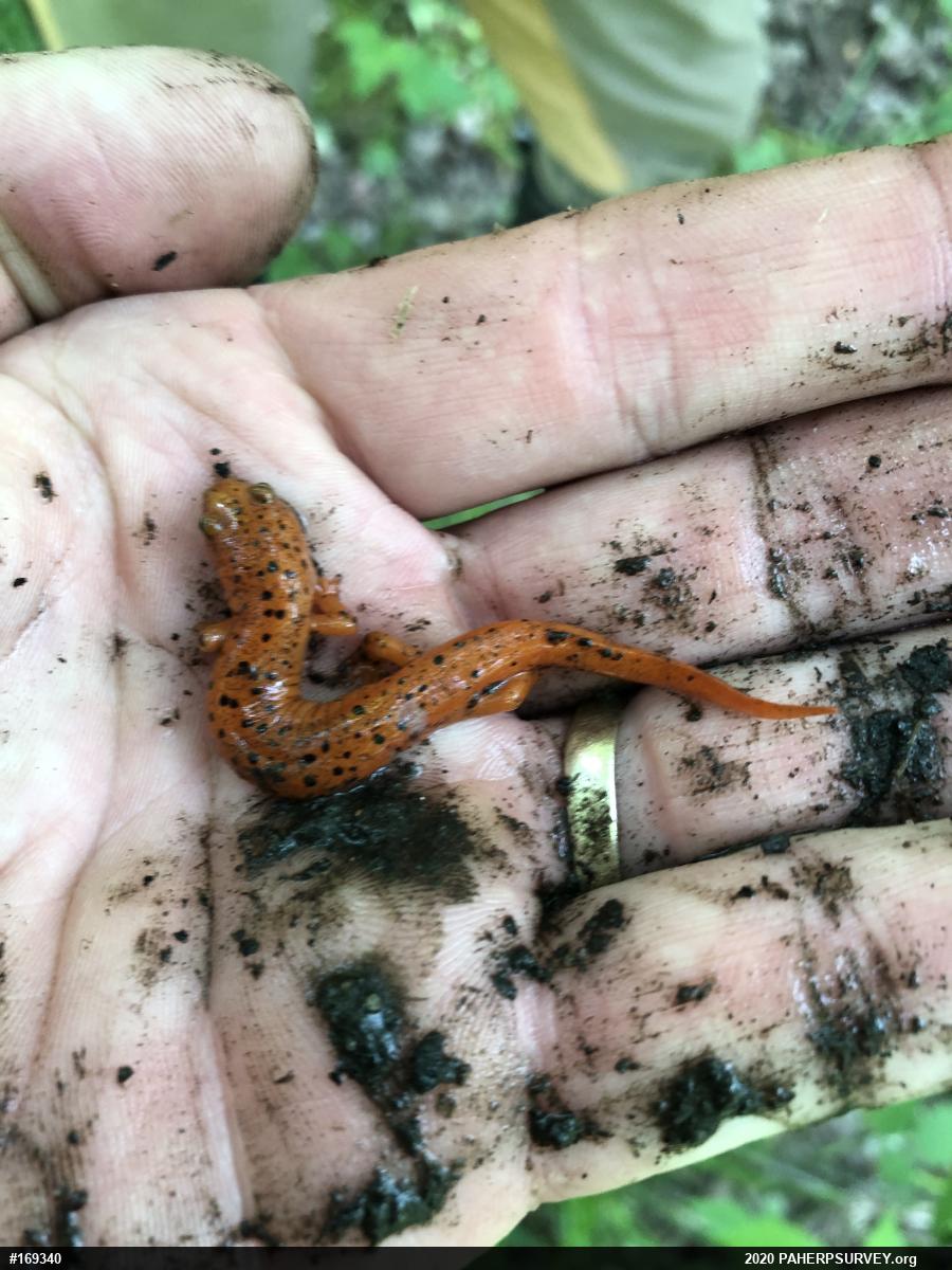 Northern Red Salamander