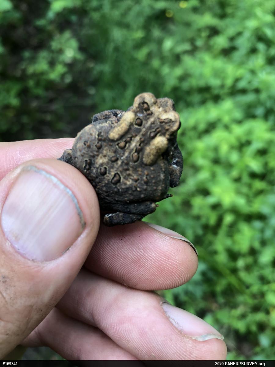 Eastern American Toad