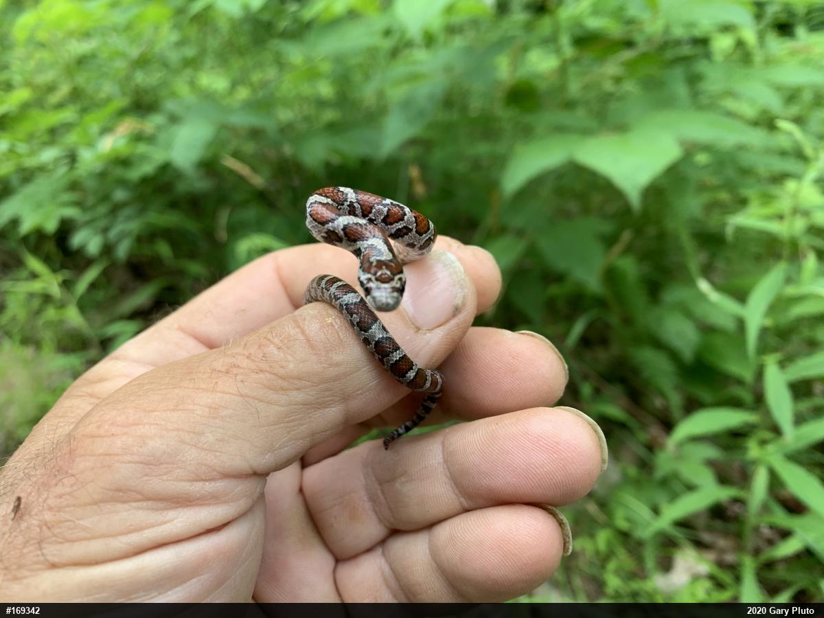 Eastern Milksnake