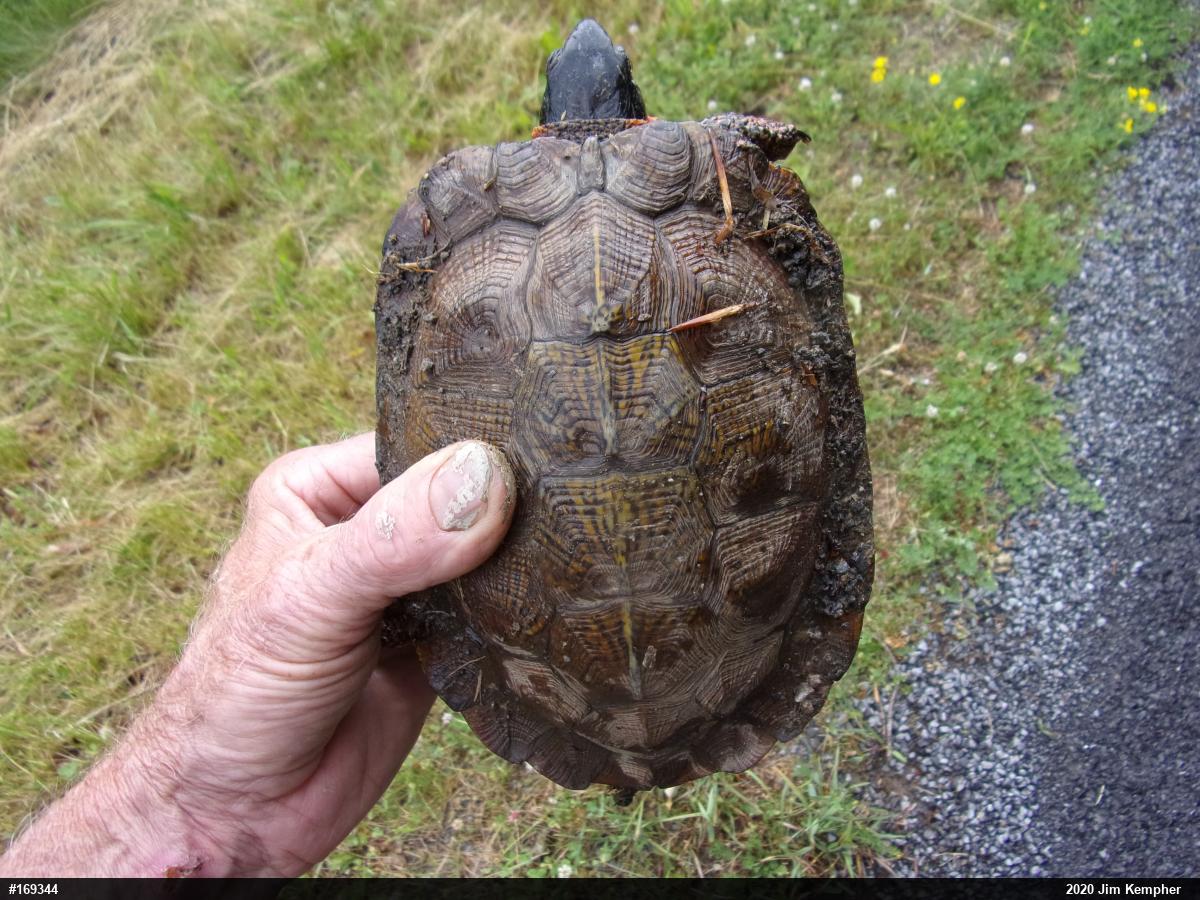 Wood Turtle