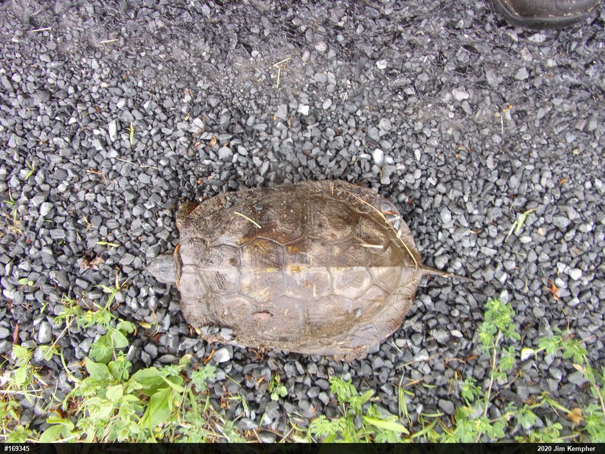 Wood Turtle