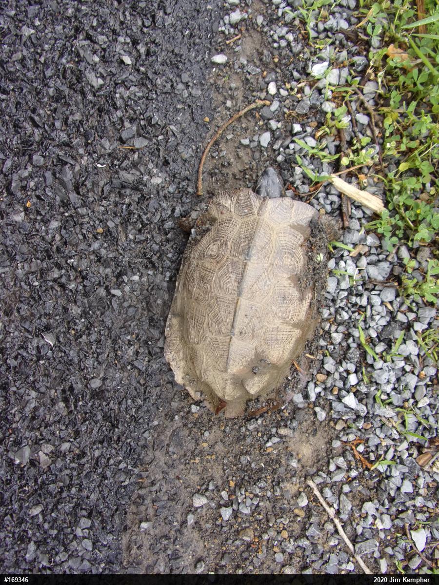 Wood Turtle