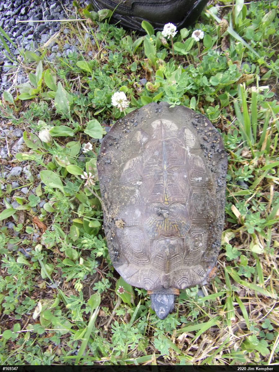 Wood Turtle
