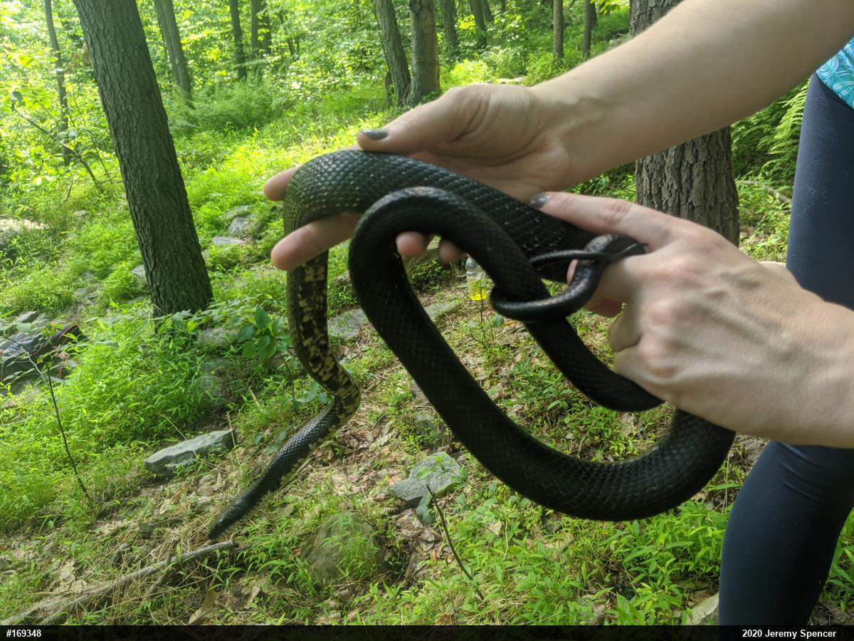 Eastern Ratsnake