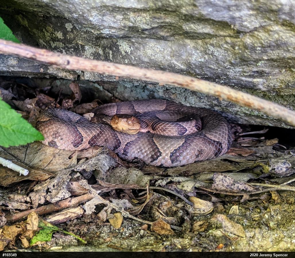 Northern Copperhead