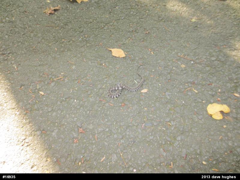 Northern Watersnake