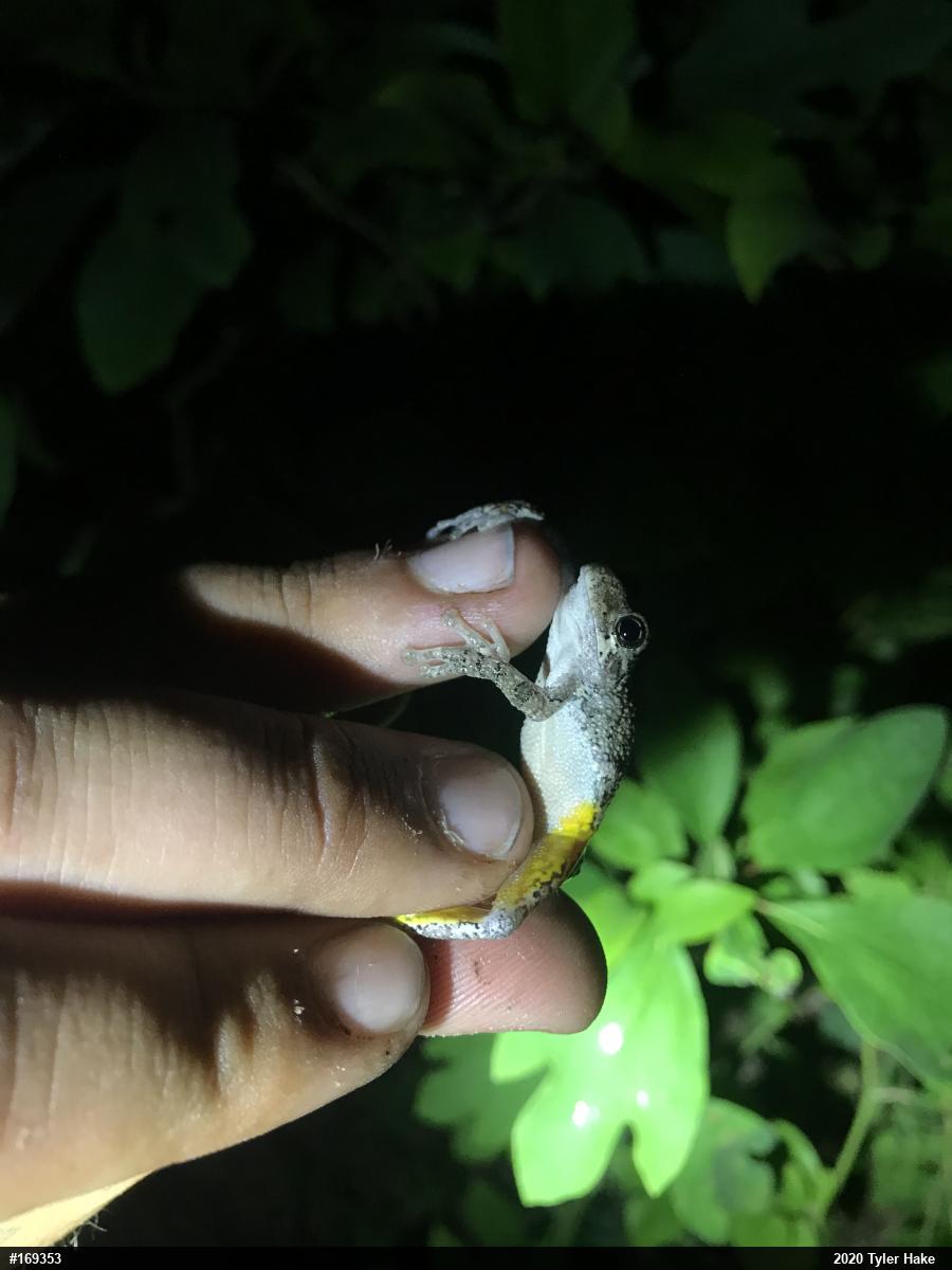Unknown Gray Treefrog
