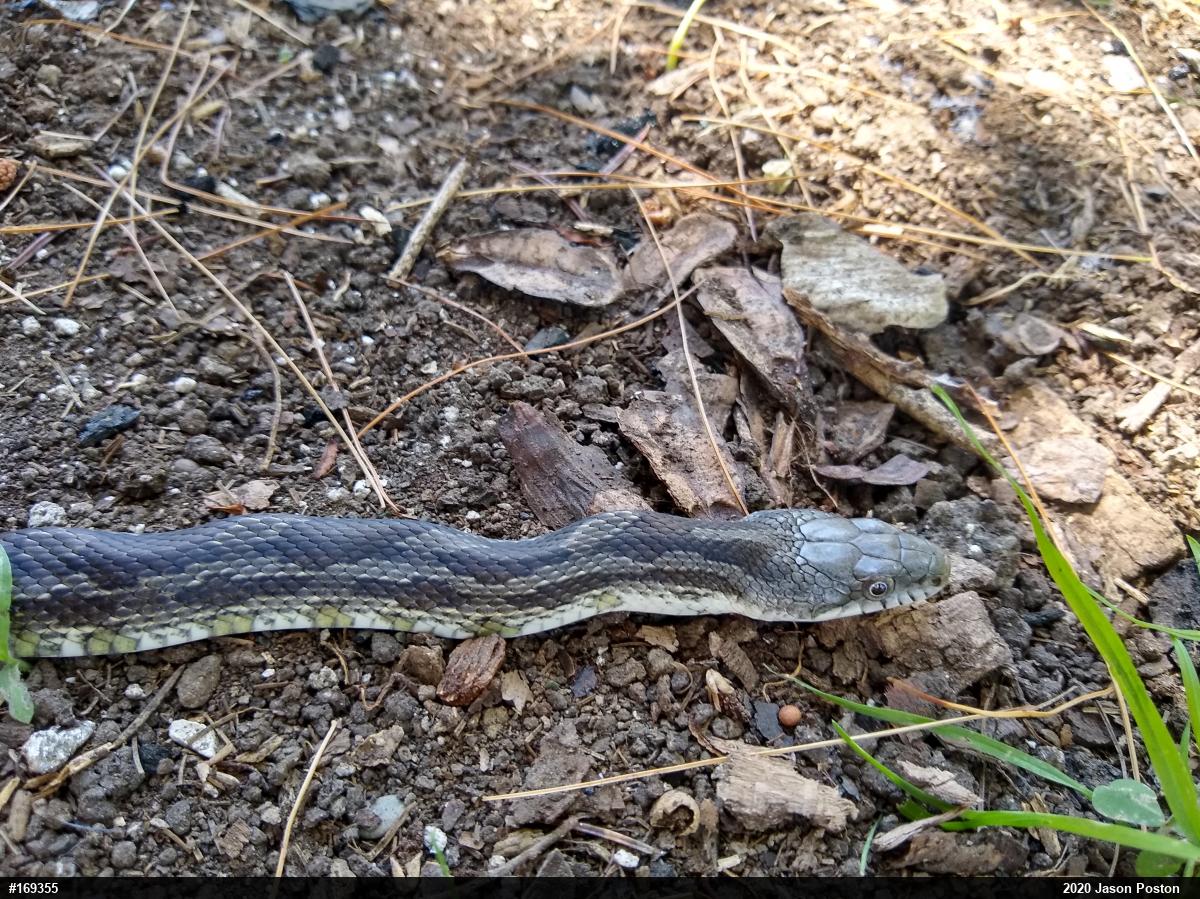 Eastern Ratsnake