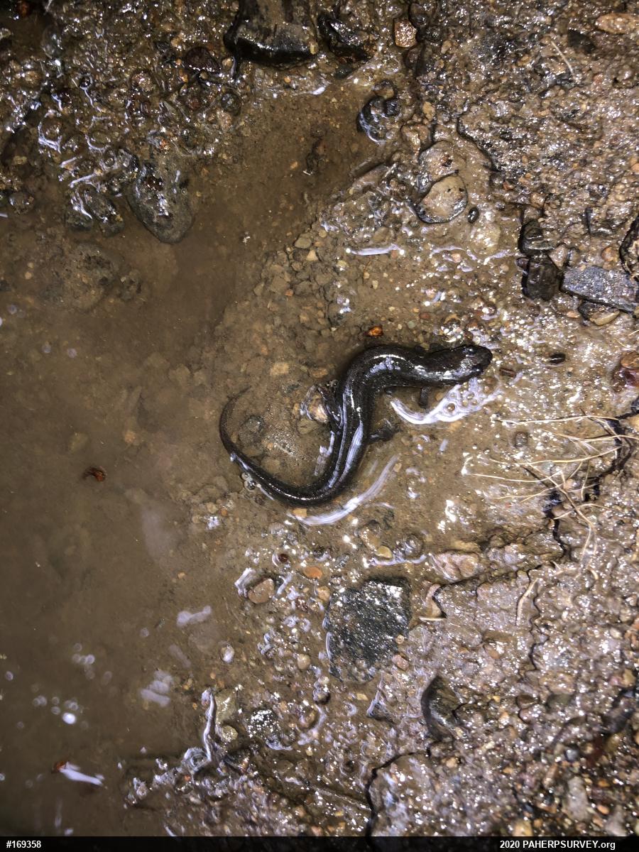 Northern Dusky Salamander