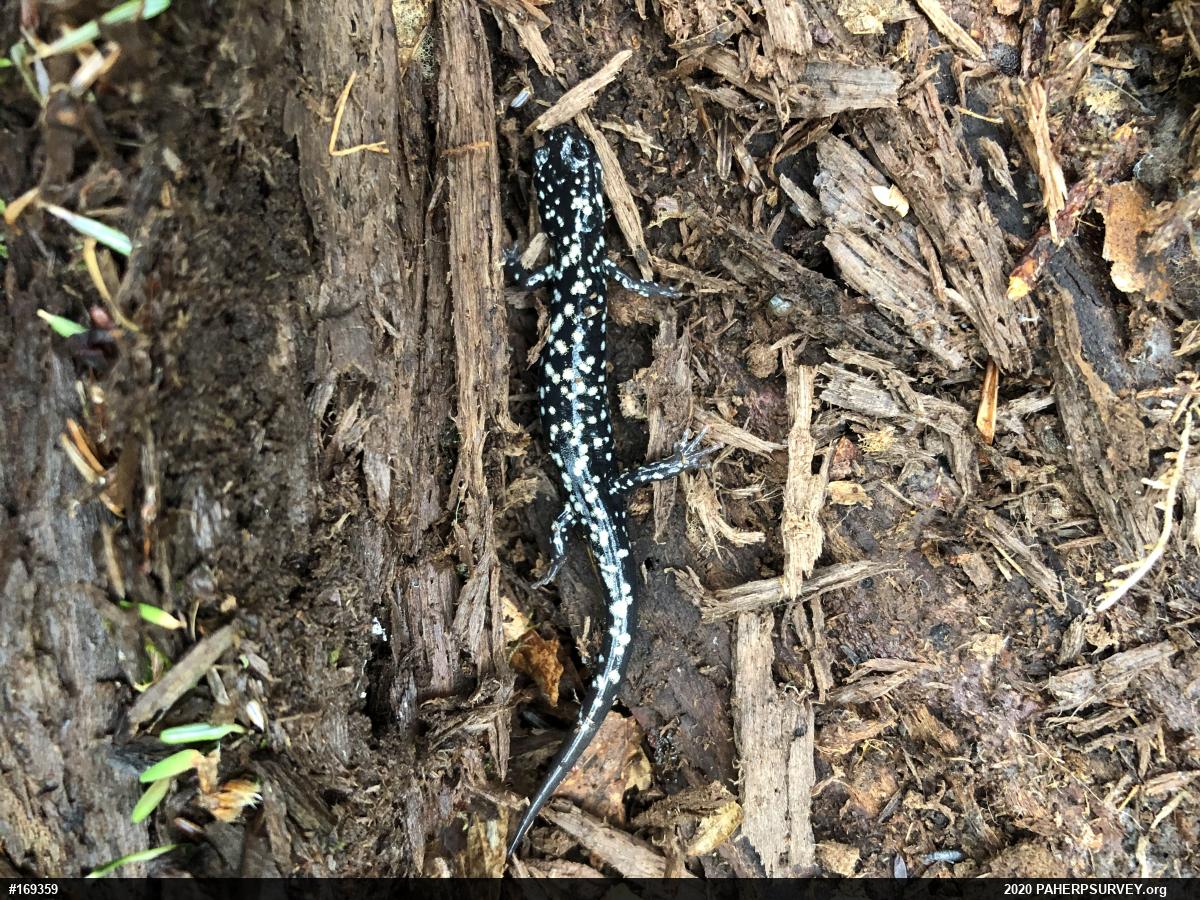 Northern Slimy Salamander