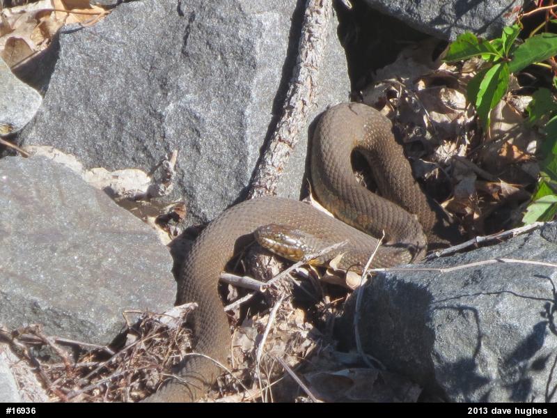 Northern Watersnake