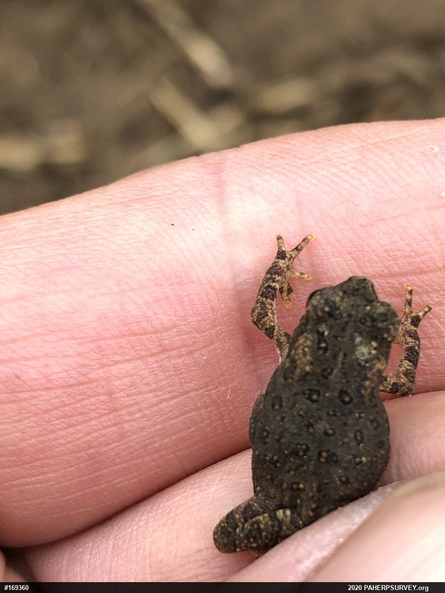Eastern American Toad