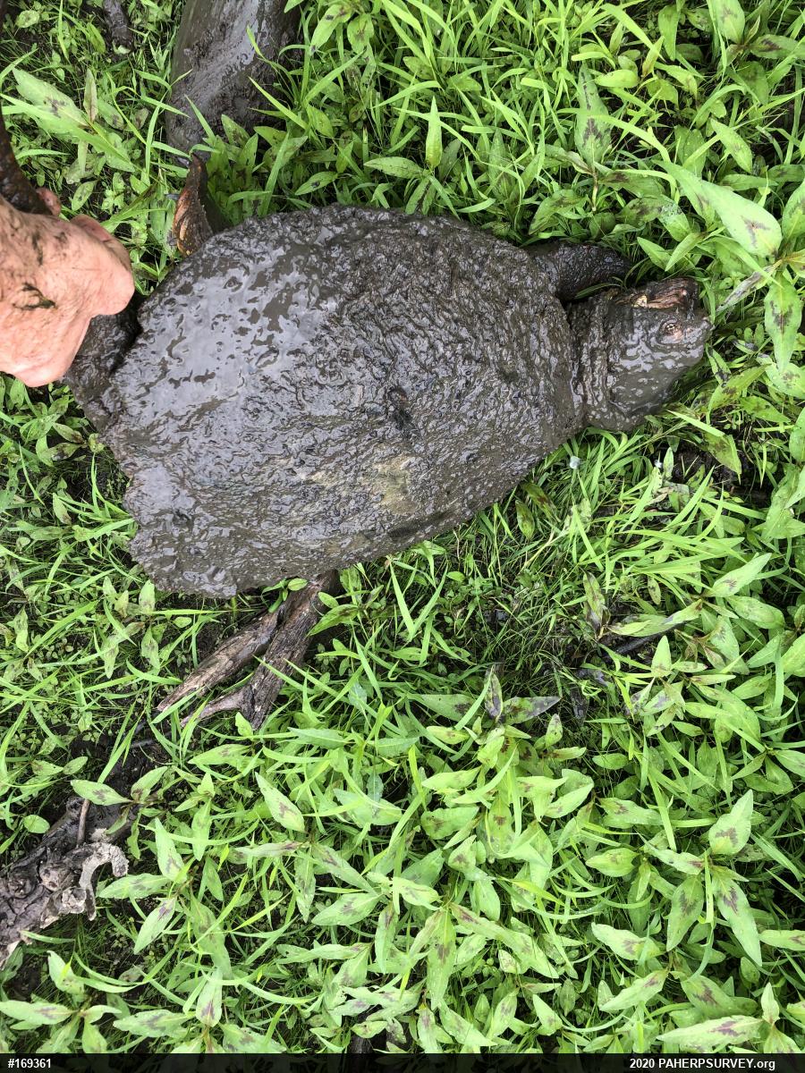 Snapping Turtle