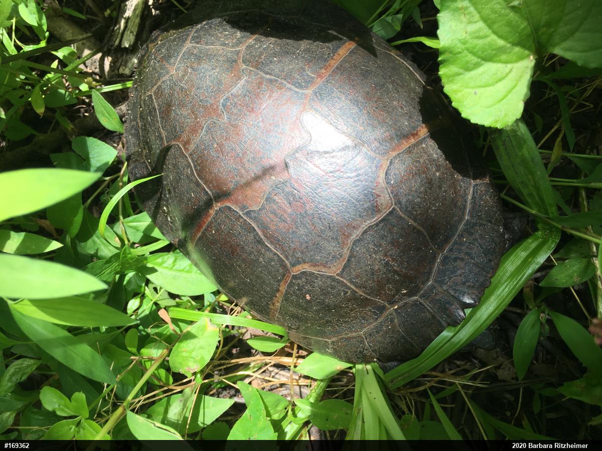 Painted Turtle