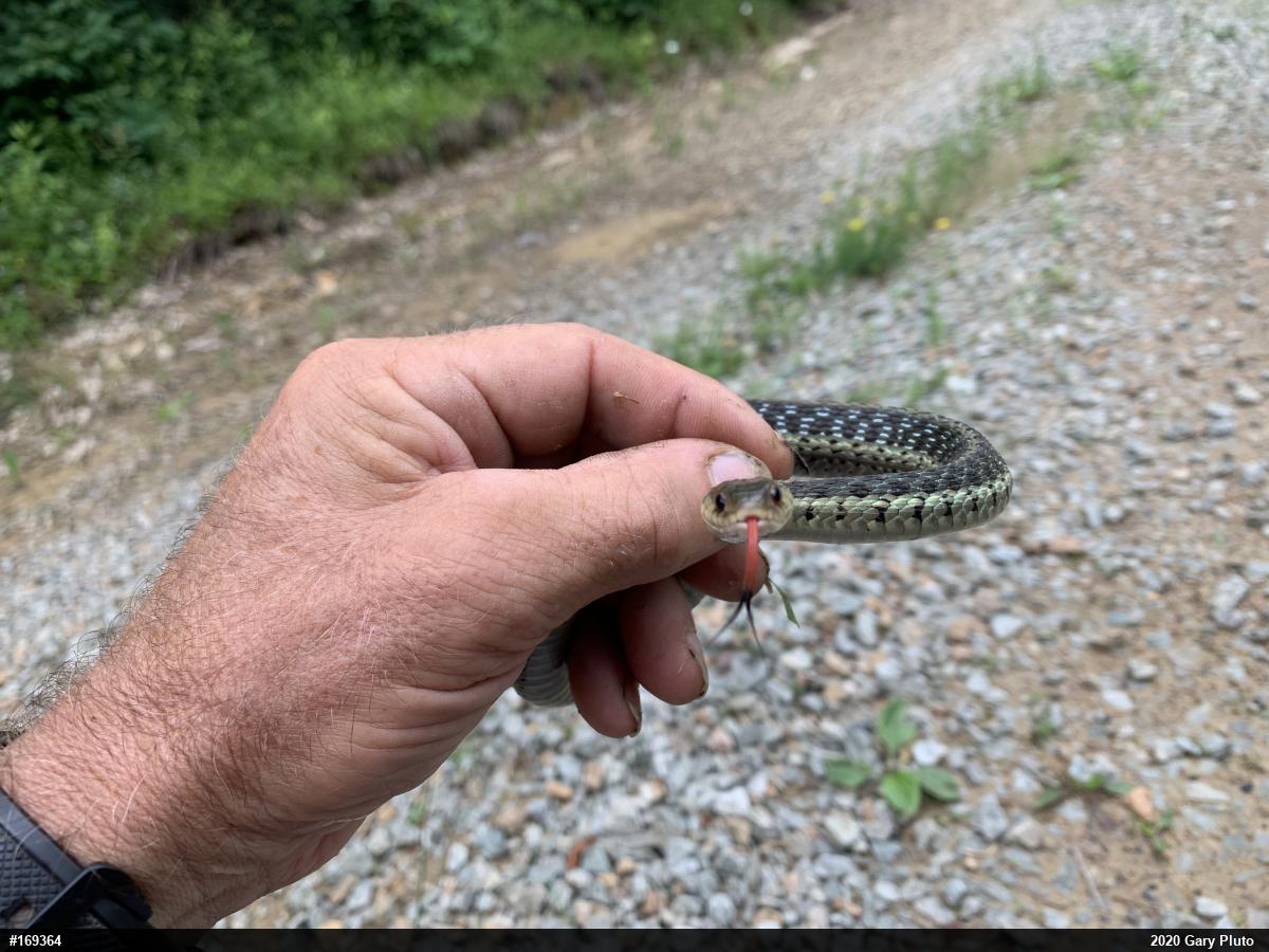 Eastern Gartersnake