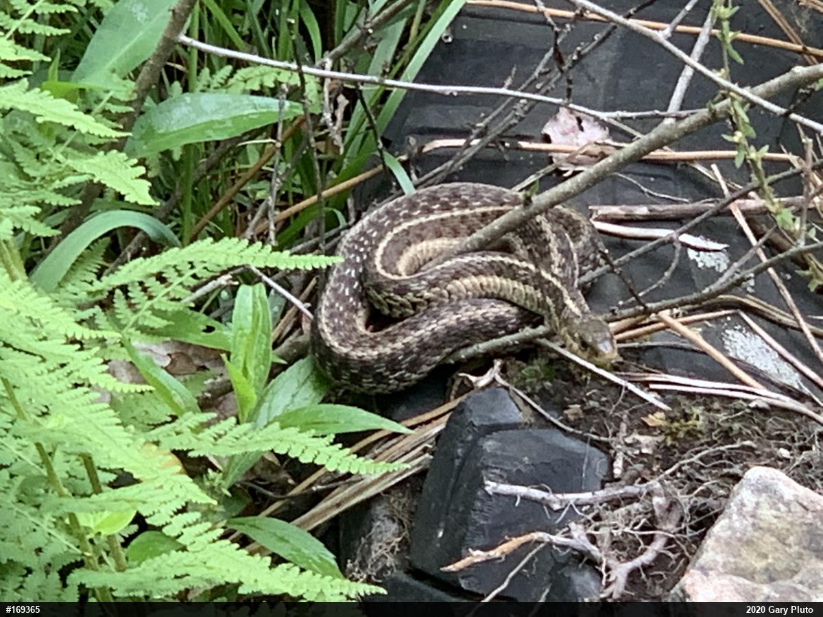 Eastern Gartersnake