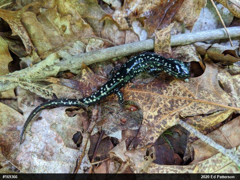 Northern Slimy Salamander