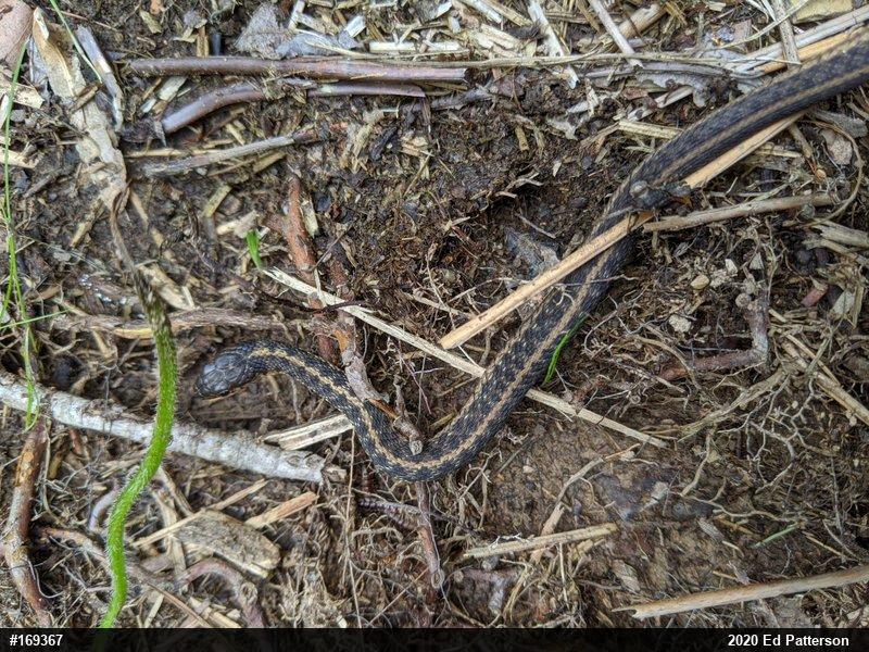 Eastern Gartersnake
