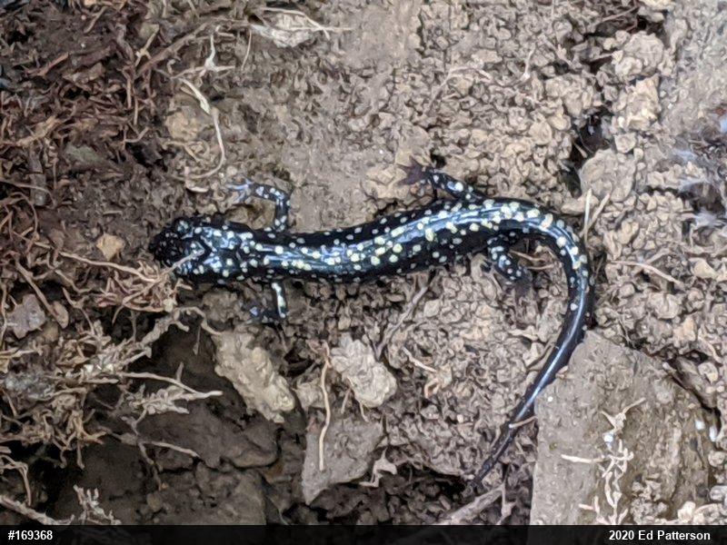 Northern Slimy Salamander