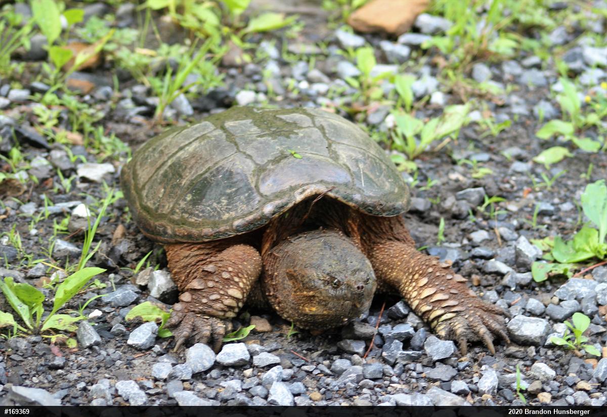 Snapping Turtle