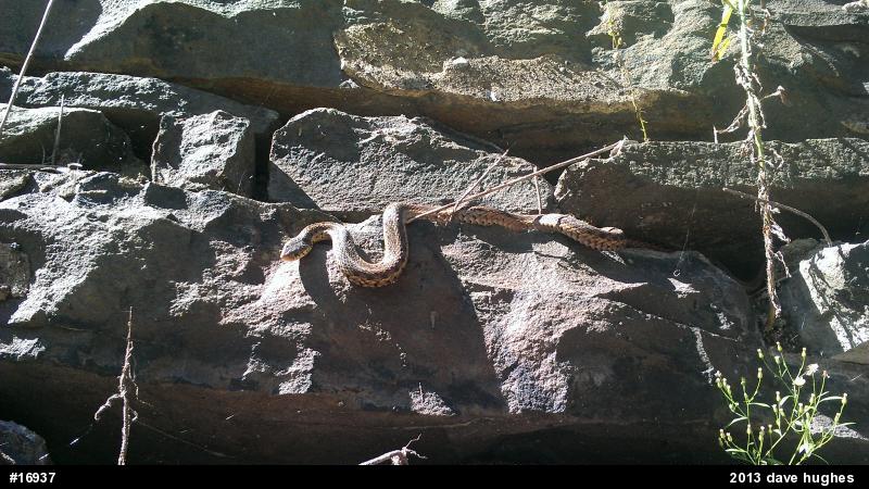 Eastern Gartersnake