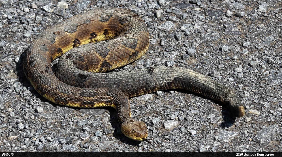 Timber Rattlesnake