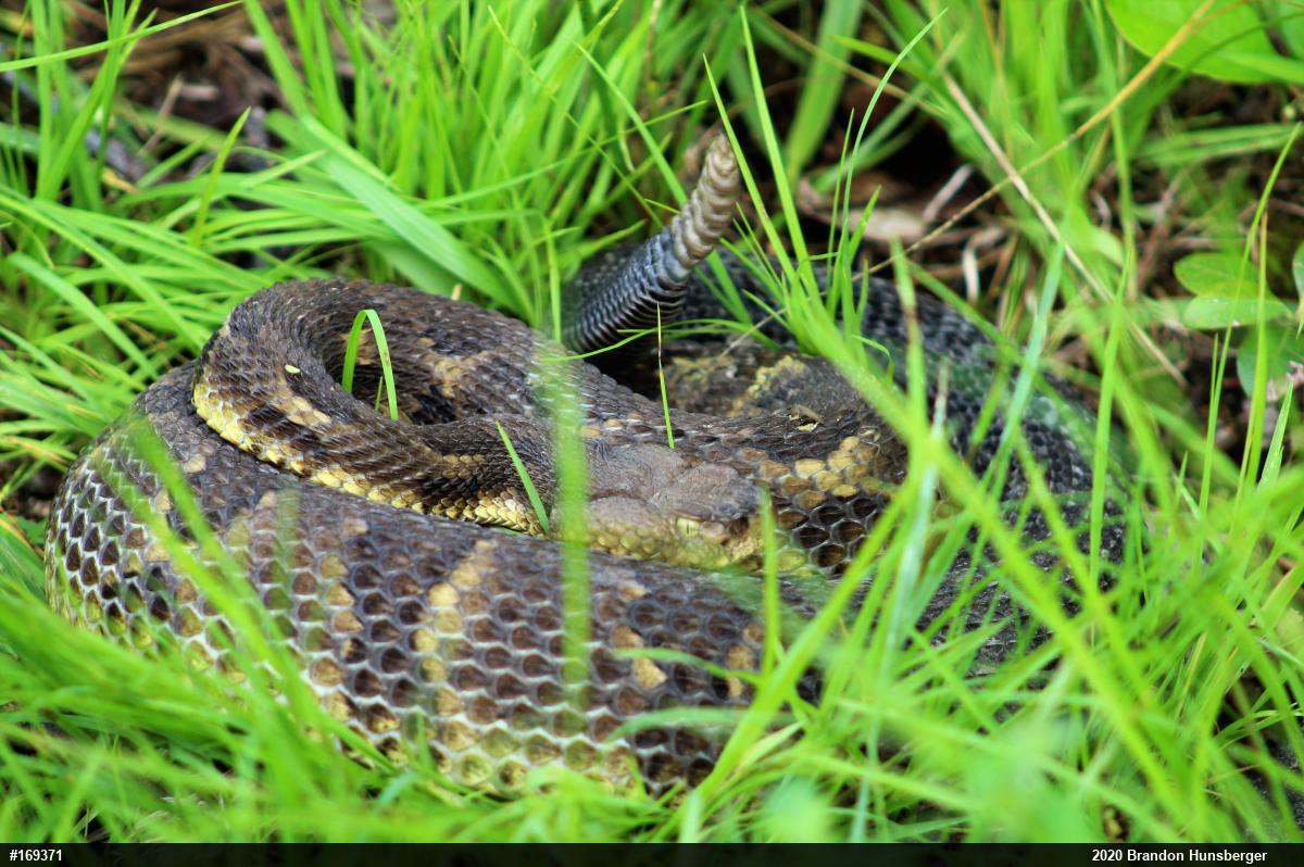 Timber Rattlesnake