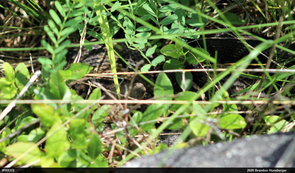 Timber Rattlesnake