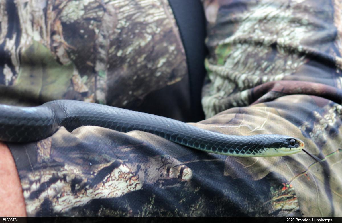 Northern Black Racer