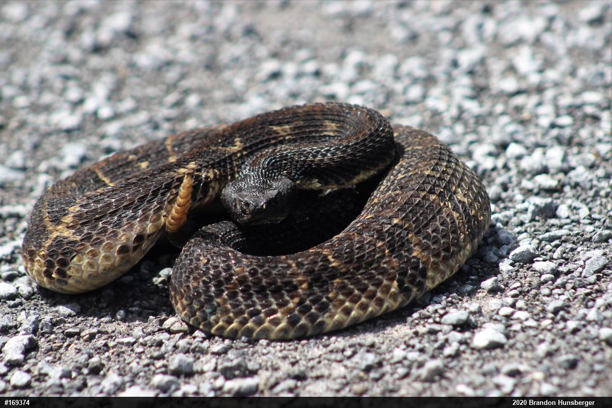 Timber Rattlesnake