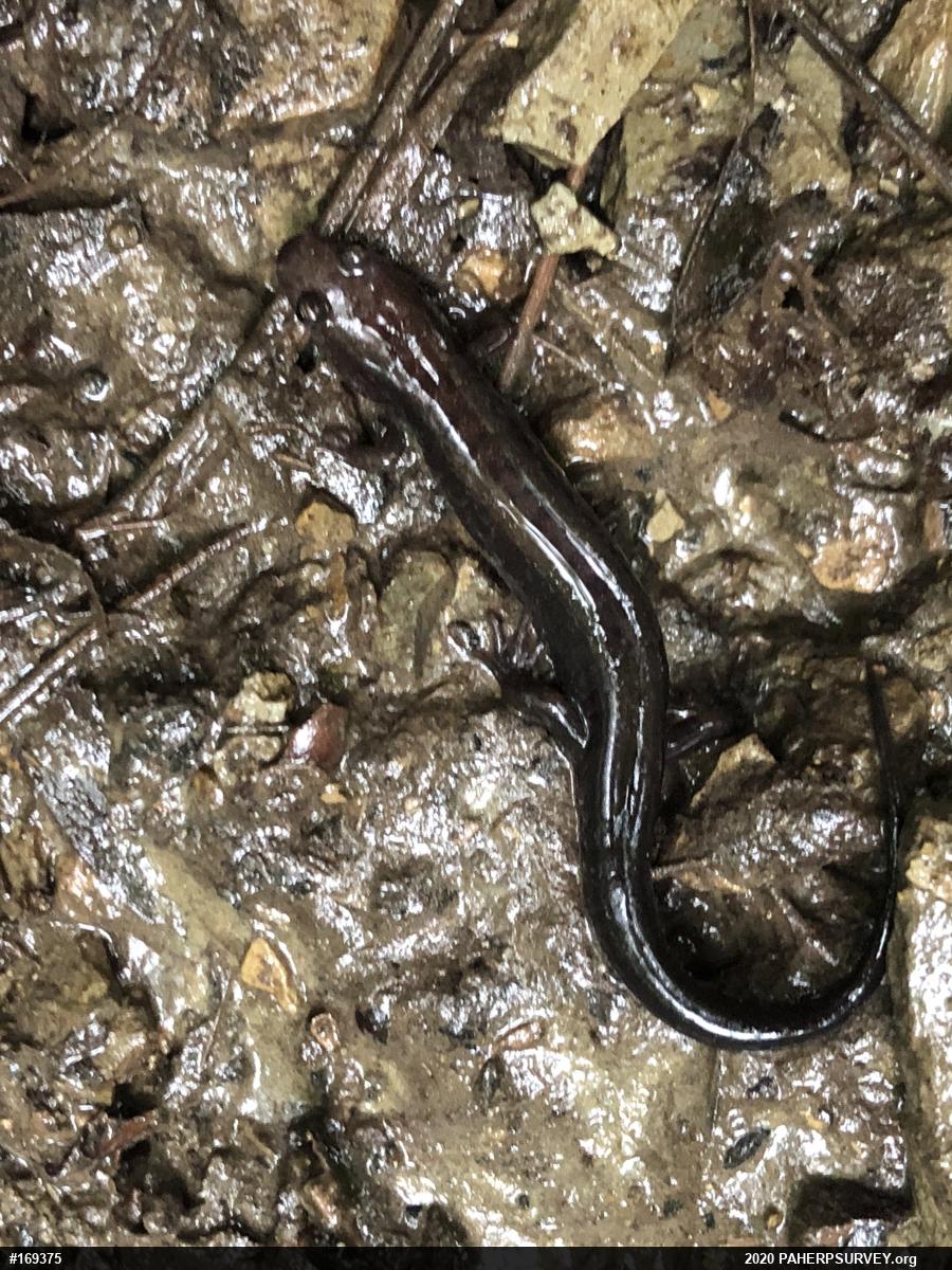 Allegheny Mountain Dusky Salamander