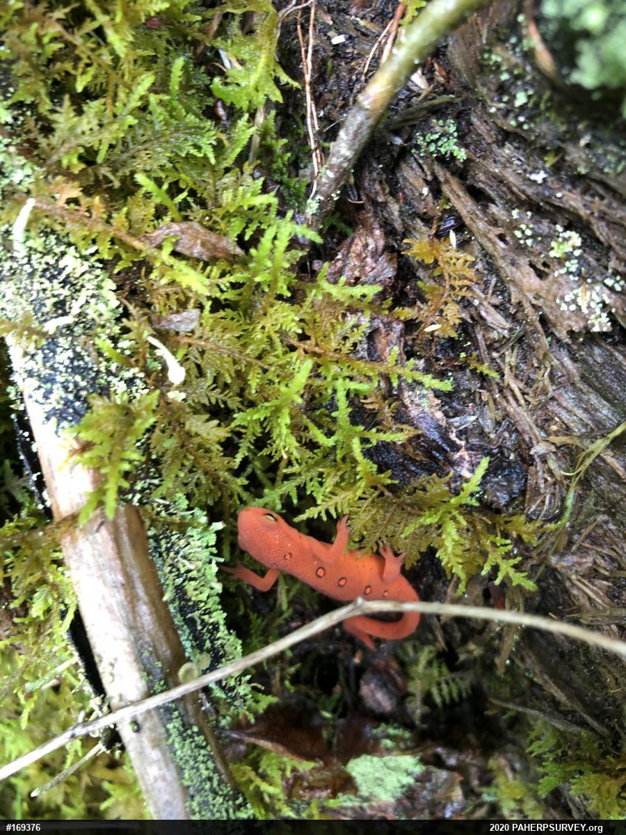 Red-spotted Newt