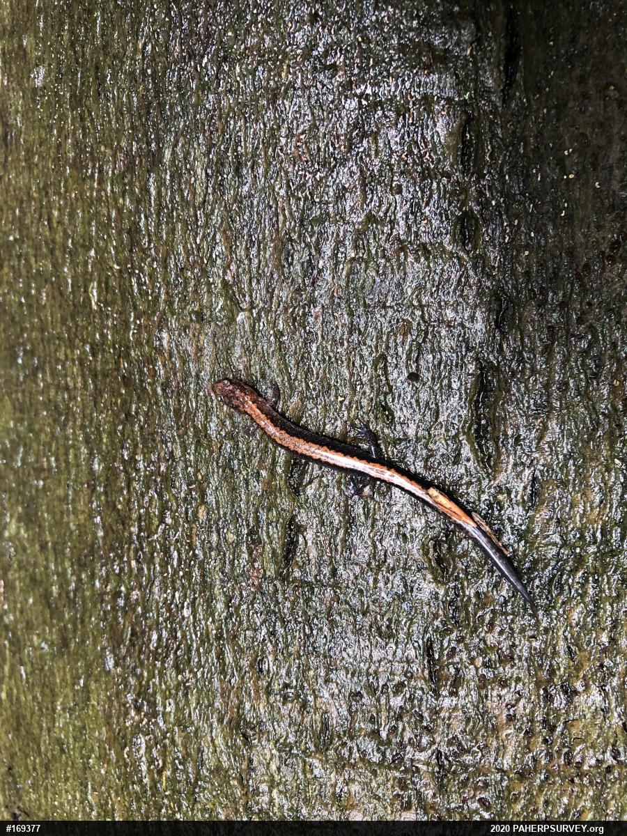 Eastern Red-backed  Salamander