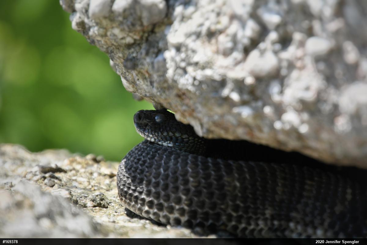 Timber Rattlesnake
