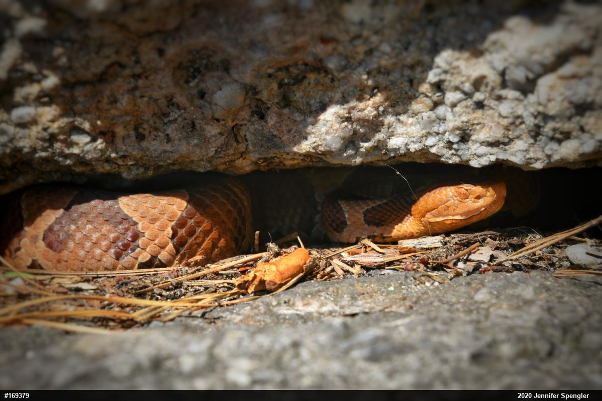 Northern Copperhead