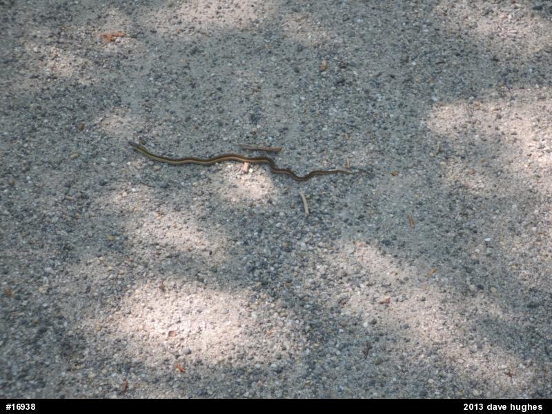 Eastern Gartersnake