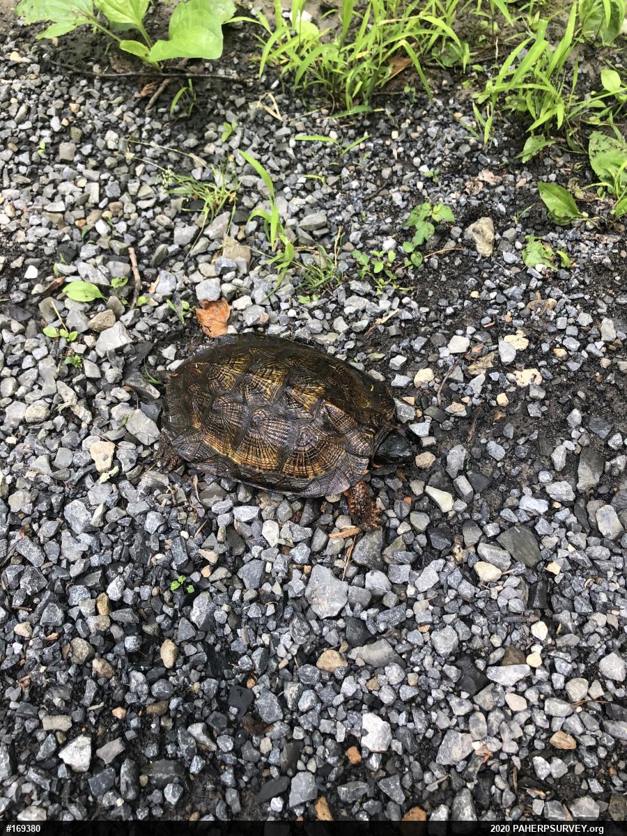 Wood Turtle