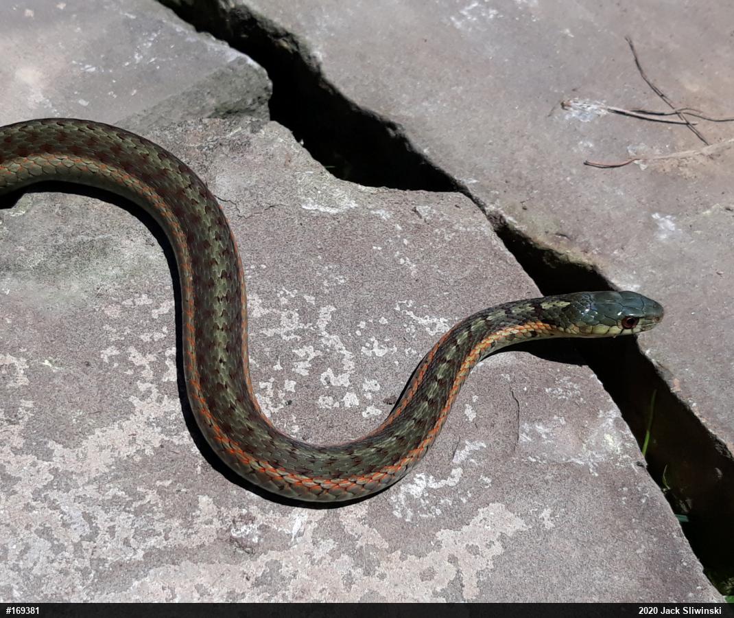 Eastern Gartersnake