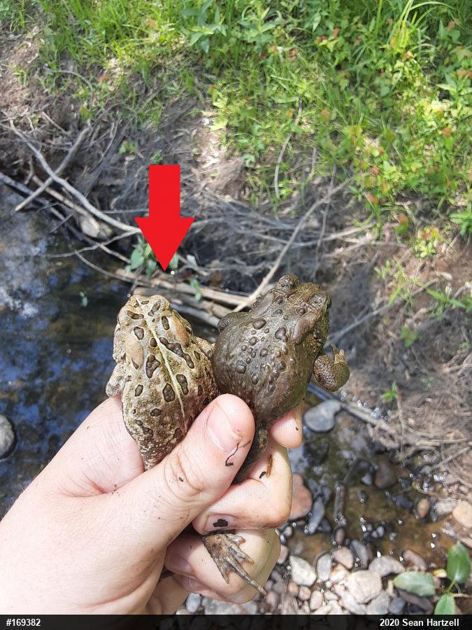 Fowler's Toad