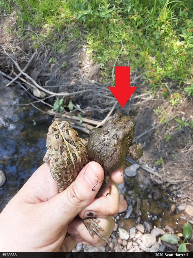 Eastern American Toad