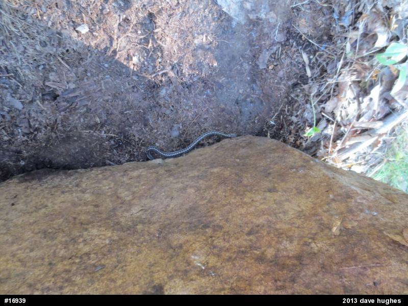 Eastern Gartersnake