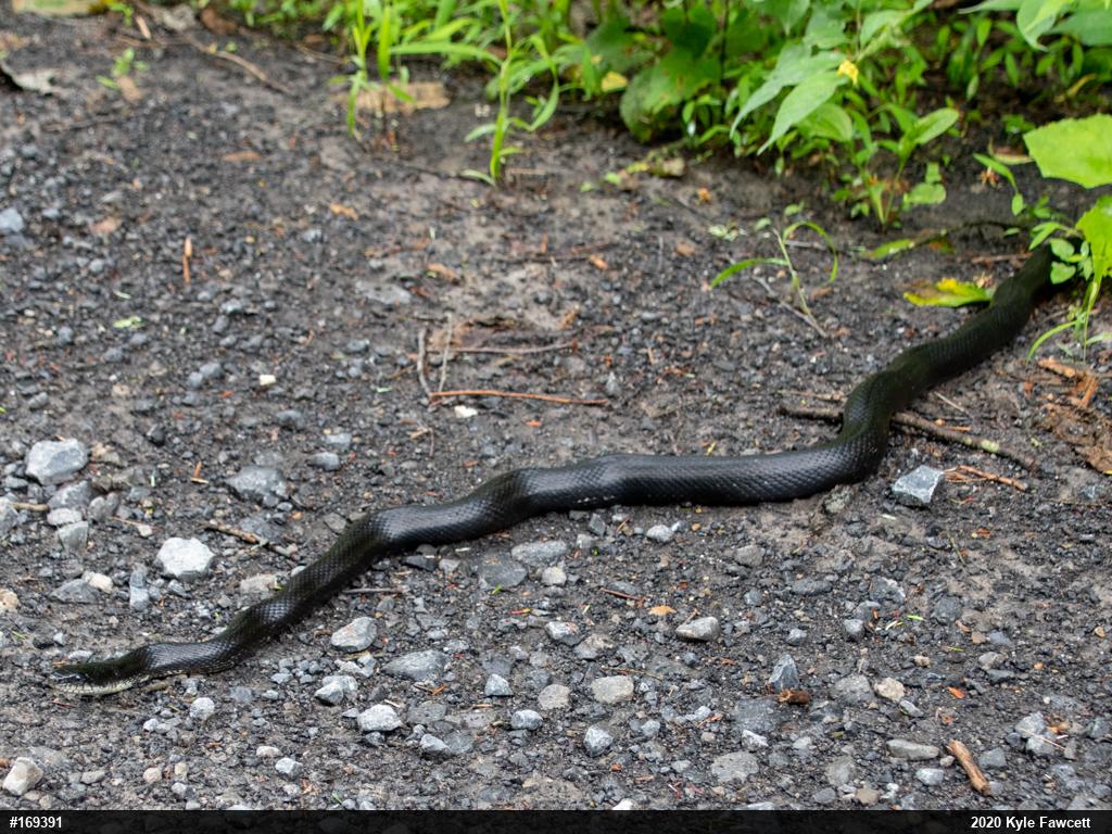 Eastern Ratsnake
