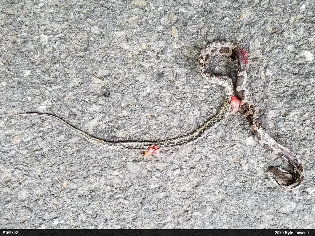 Eastern Ratsnake
