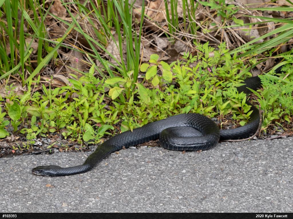 Northern Black Racer