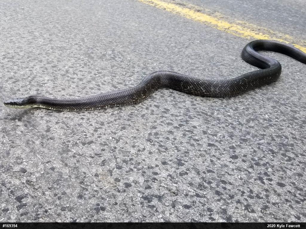 Eastern Ratsnake